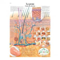 Charte Anatomique La Peau / Le Derme American 3B Scientific Livres, chartes et réflexologie