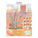 Charte Anatomique La Peau / Le Derme