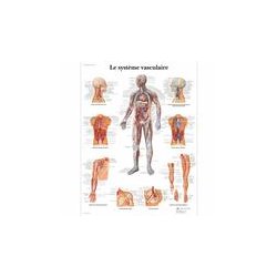 Vascular system anatomical chart American 3B Scientific Books, charts and reflexology