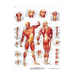 Anatomical Chart - Human Musculature American 3B Scientific Books, charts and reflexology