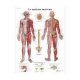 Charte anatomique Le Système Nerveux American 3B Scientific Livres, chartes et réflexologie
