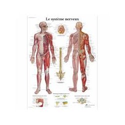 Anatomical Chart - Human Nervous System American 3B Scientific Books, charts and reflexology