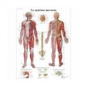 Anatomical Chart - Human Nervous System