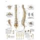 Anatomical Chart - Spinal Column American 3B Scientific Various