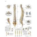Anatomical Chart - Spinal Column