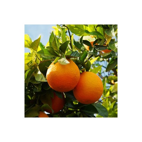 Sweet Orange Zest - Essential Oil Aliksir Ambience