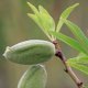 Huile végétale vierge Amande douce (Prunus dulcis) Aliksir Huiles de massage