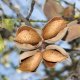 Huile végétale vierge Amande douce (Prunus dulcis) Aliksir Huiles de massage