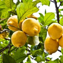 Essential Oil Lemon Zest (Citrus limonum) Aliksir Ambience