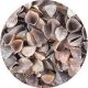 Buckwheat shells in Bulk  Shop by category - Massage Boutik Products
