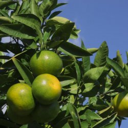 Green Mandarin zest - Essential Oil