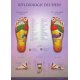 Foot Reflexology Chart  Shop by category - Massage Boutik Products