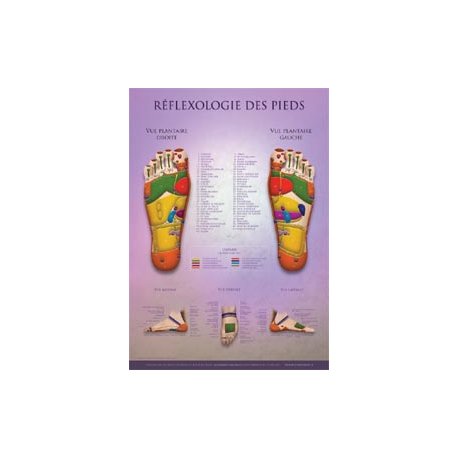 Foot Reflexology Chart  Shop by category - Massage Boutik Products