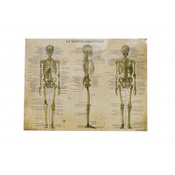 Charte Anatomique - Le Système  Squelletique