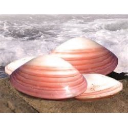 Natural Lava Shells® LavaShell Massage Shells